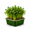 Fresh microgreens mix, 100 grams